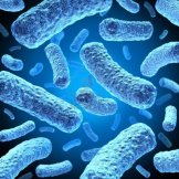 12668156-bacteria-and-bacterium-cells-floating-in-microscopic-space